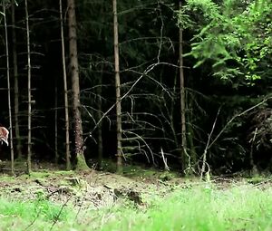 Pernille Koch, Amia Miang Nude - Fordi vi ogsa er alt det, vi har mistet. (2015)