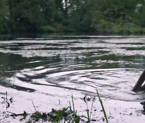 Charlotte Vega Nude - The Lodgers (2017)