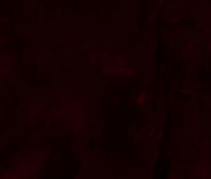 Dakota Johnson, Mia Goth nude - Suspiria (2018)