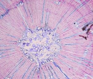 Serenna - Militao Talvez (2017)