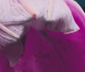 Serenna - Militao Talvez (2017)